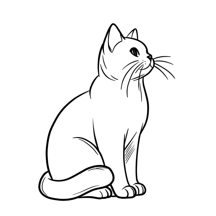 cat drawing